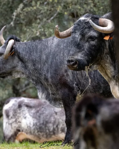 toros pablo mayoral (4) - visita guiada toros
